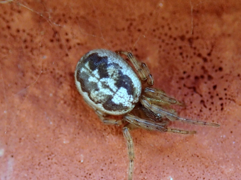 Araneidae - Colle della Maddalena (CN)